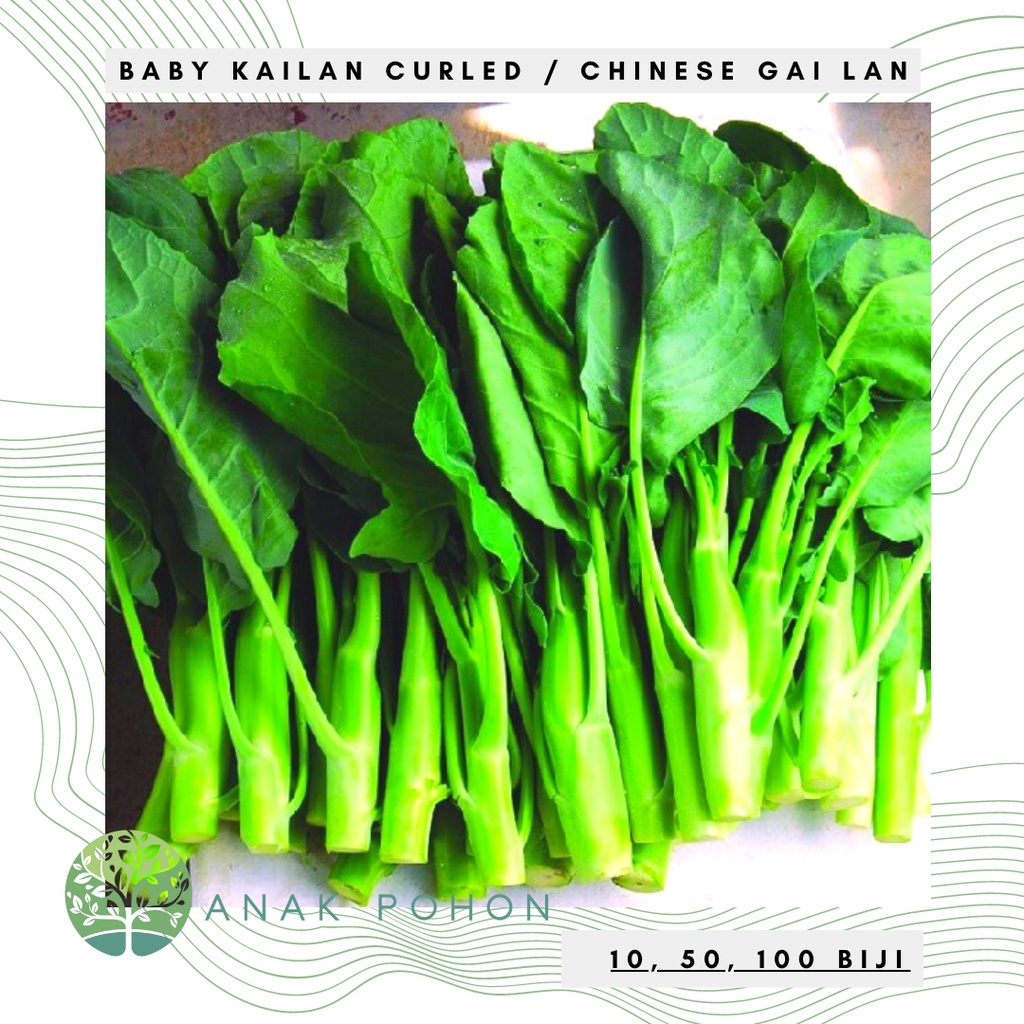 Benih Bibit Biji - Sayur Baby Kailan Curled / Chinese Gai Lan Seeds - Panen Dalam 50 Hari