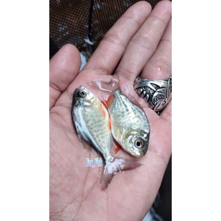 bibit ikan bawal murah berkualitas