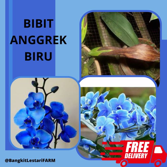 Bibit Anggrek  Biru, Bibit Anggrek DEWASA