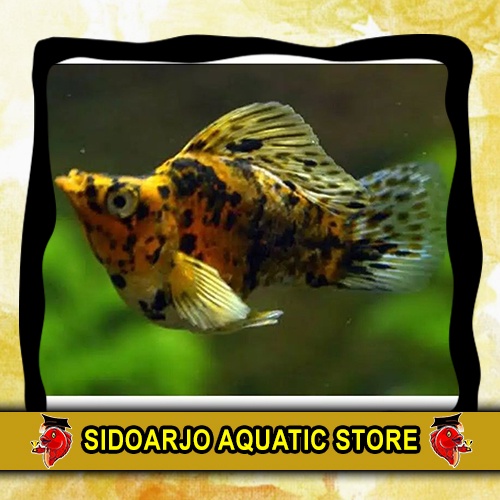 MINIMAL BELI 3 BOLEH BERVARIASI ITEM HIASAN AKUARIUM MOLLY BALON CALICO MERPATI JENIS GENDUT