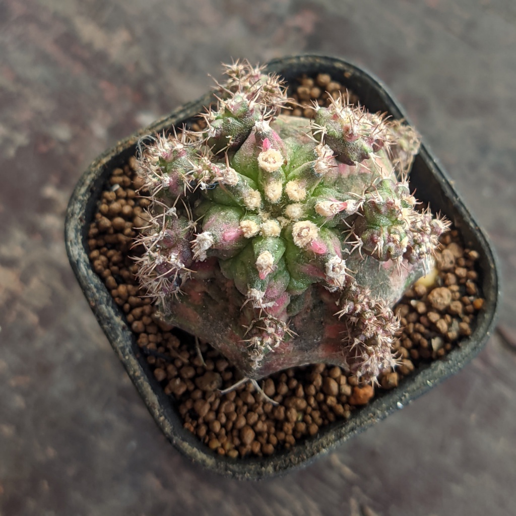 Kaktus Gymno T-lux Ownroot