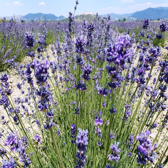 Benih Bibit Biji - Bunga Lavender Vera Lavandula angustifolia Fragrance Herb Flower Seeds - IMPORT