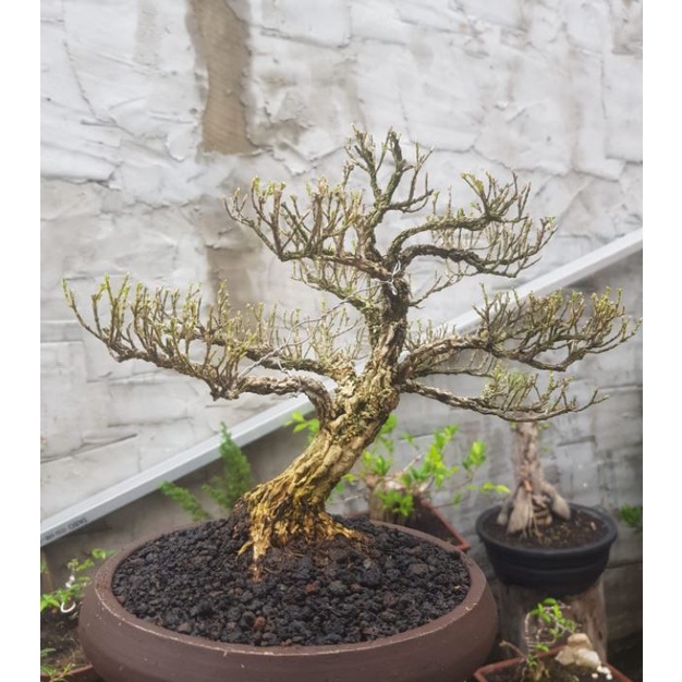 Bonsai Boksus Boxus small siap kontes / pajang