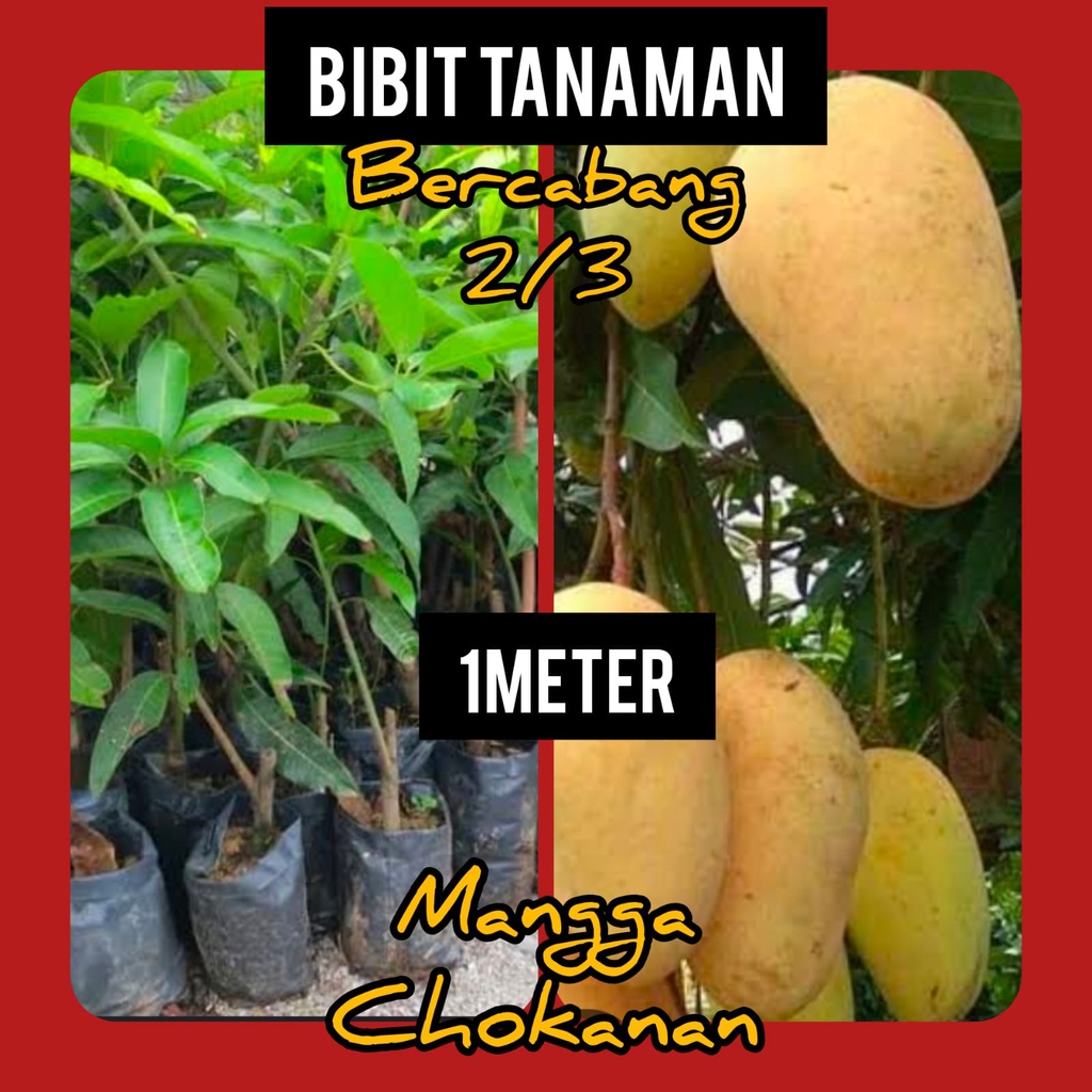 Bibit Mangga Chokanan 1 Meter Batang Bercabang 2 atau 3 cabang
