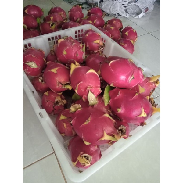 

buah Organik Naga Putih 1 kg Jawa Timur