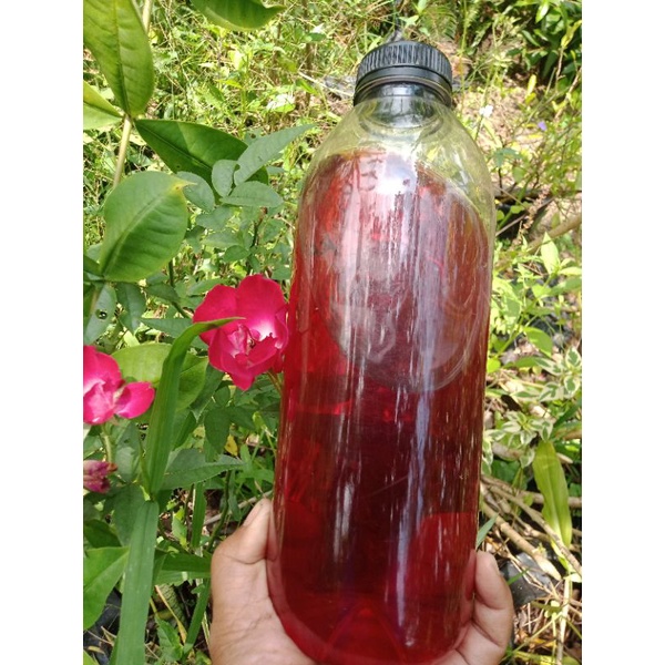 

Syrup Rosella