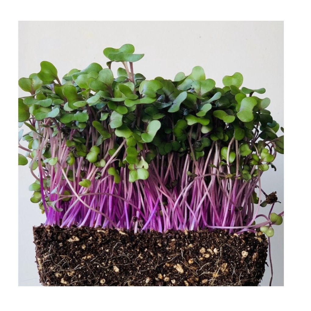 BENIH MICROGREEN RED RADISH SPROUT 10GRAM bibit biji microgreen known you seed