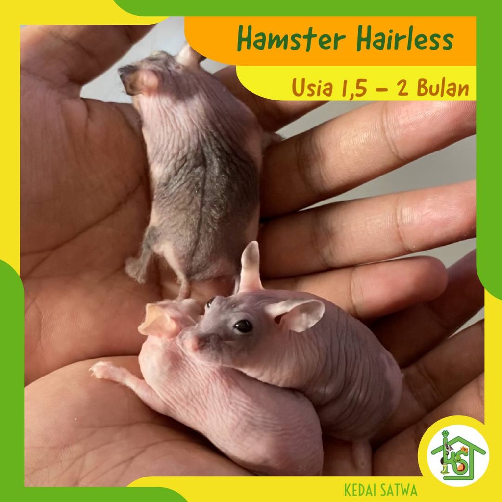 Hamster Hairless Hair Less | Kedai Satwa | Hamster Tanpa Bulu
