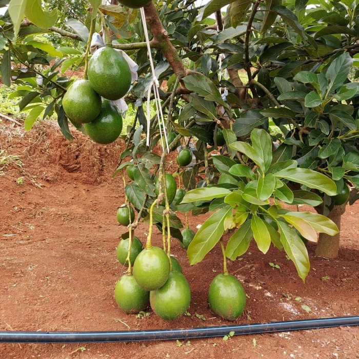 bibit alpukat miki 1 meter up