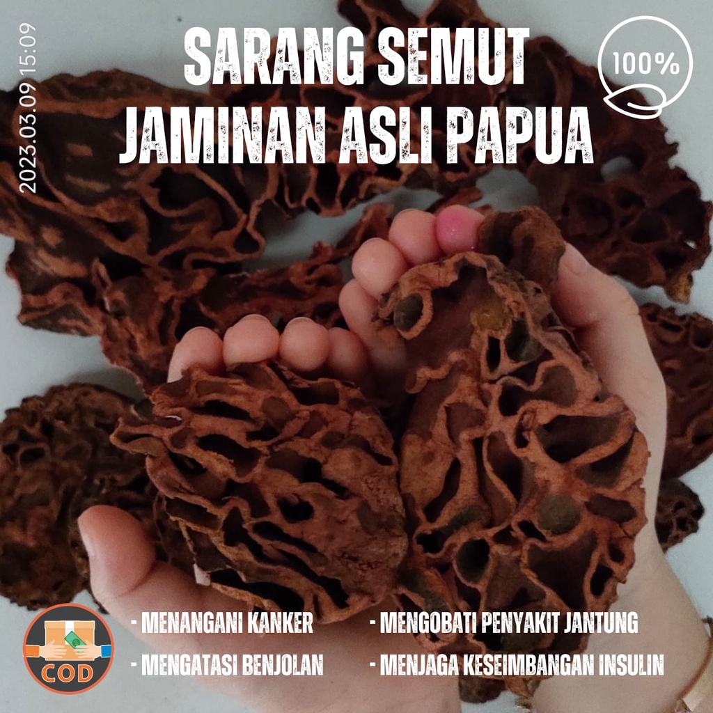 Sarang semut 100% Asli papua