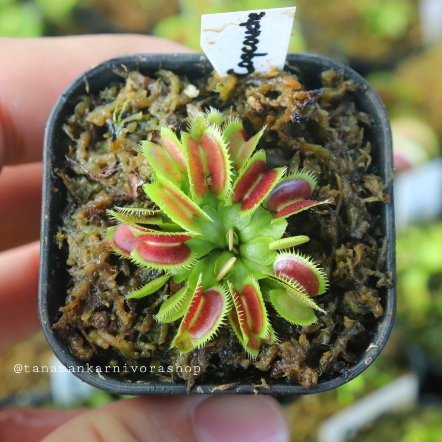 Venus Flytrap Coqcouche Tanaman Karnivora (Venus Flytrap) Tanaman Hias