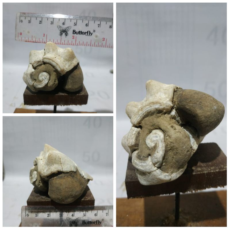 fosil keong purba usia 1,5 juta tahun