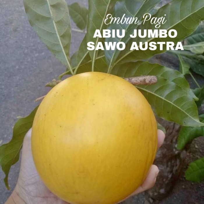 Bibit pohon buah Abiu Jumbo Manis atau Sawo Australia