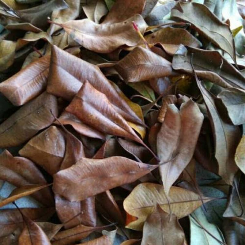 

Daun Cengkeh Kering