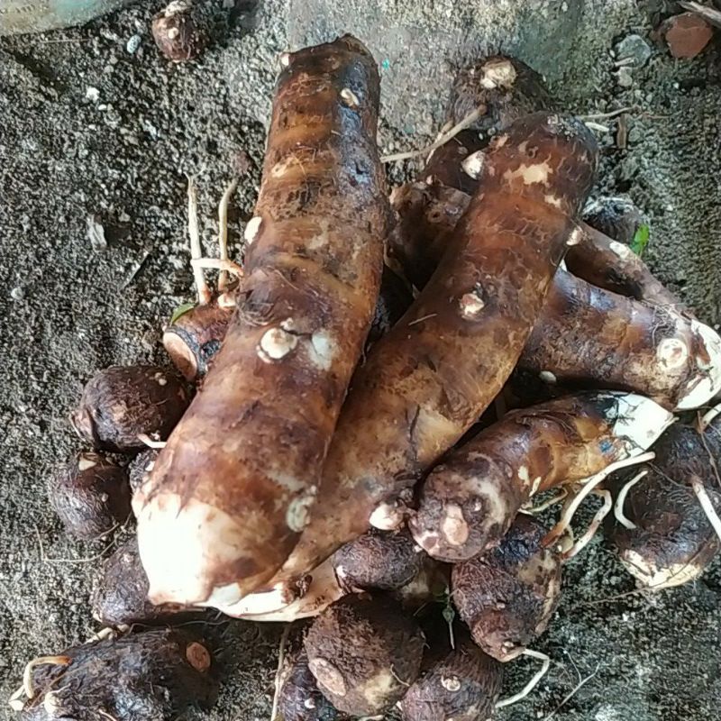 

Tales /Ubi-Ubian/Mbote