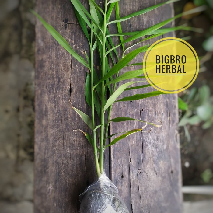 BIBIT JAHE MERAH ORGANIK TERMURAH