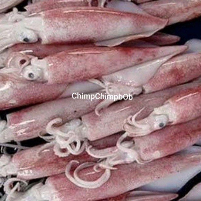 

CUMI SEGAR 500 GRAM / FRESH SQUID 500 GRAM