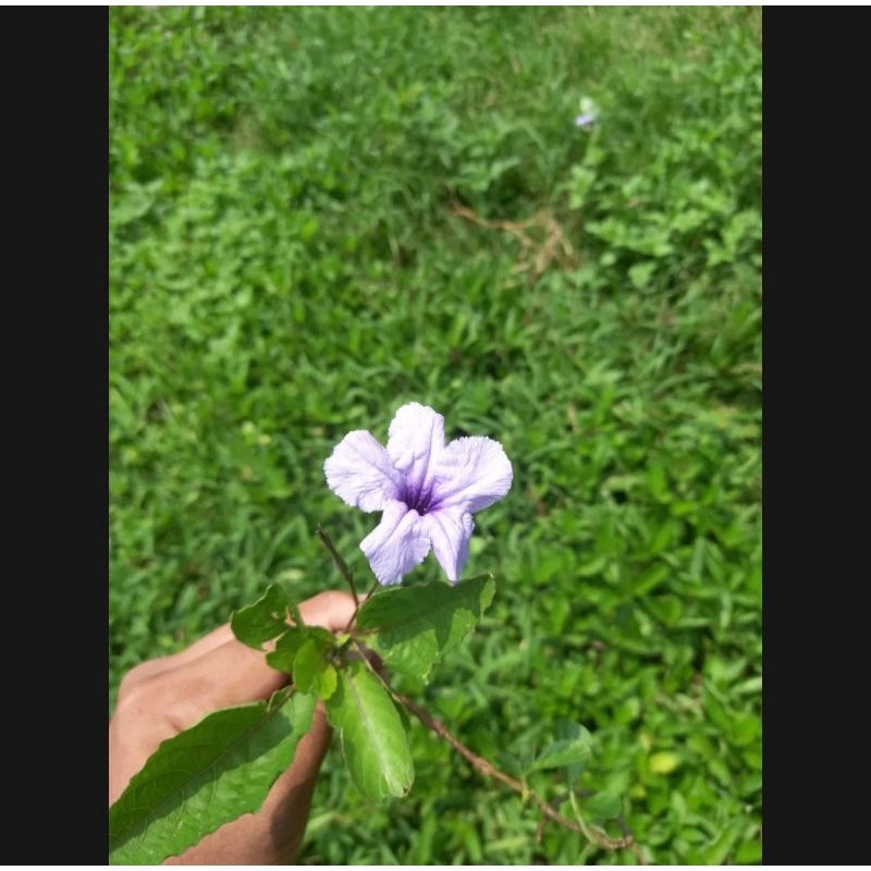 

DAUN SERTA BUNGA PLETEKAN - HERBAL DIABETES 100 GRAM ( FRESH )