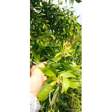 

daun kayu putih segar