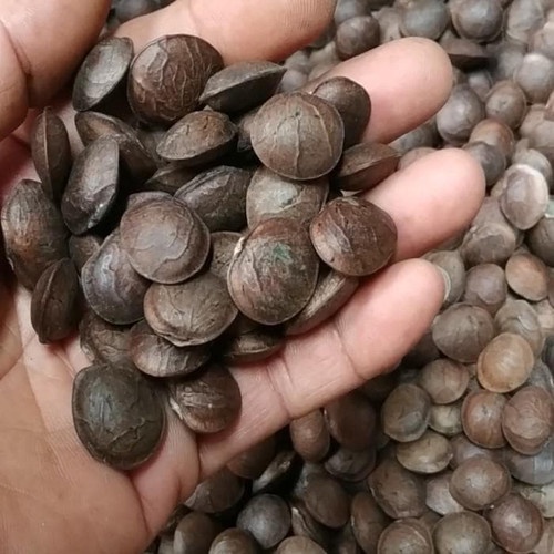 bibit biji Kacang Bintang sacha inchi kacang inca 500gram