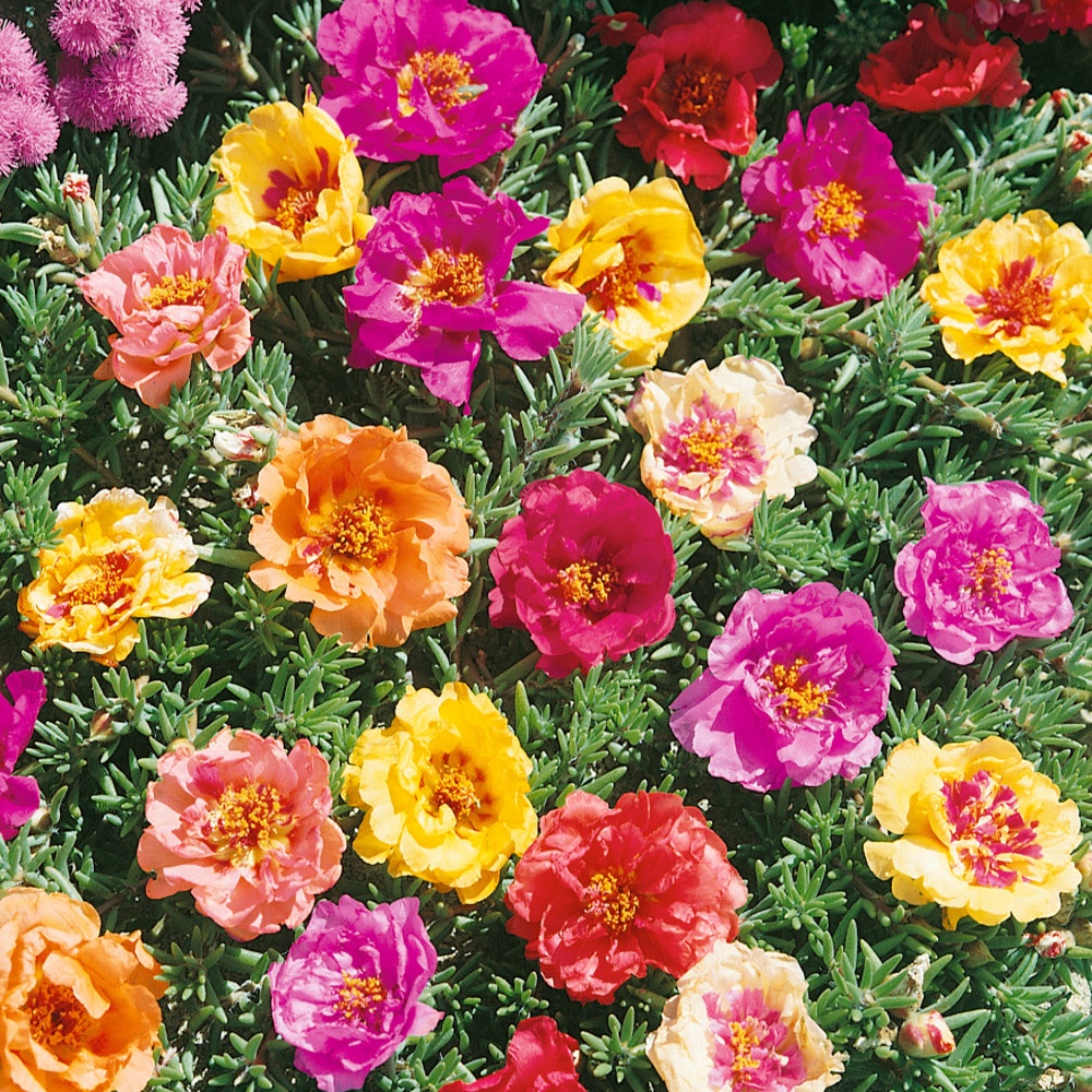 Benih Bibit Biji - Bunga Krokot Moss Rose Mix (Portulaca grandiflora) Krokot Mawar Single &amp; Double Flower Seeds - IMPORT