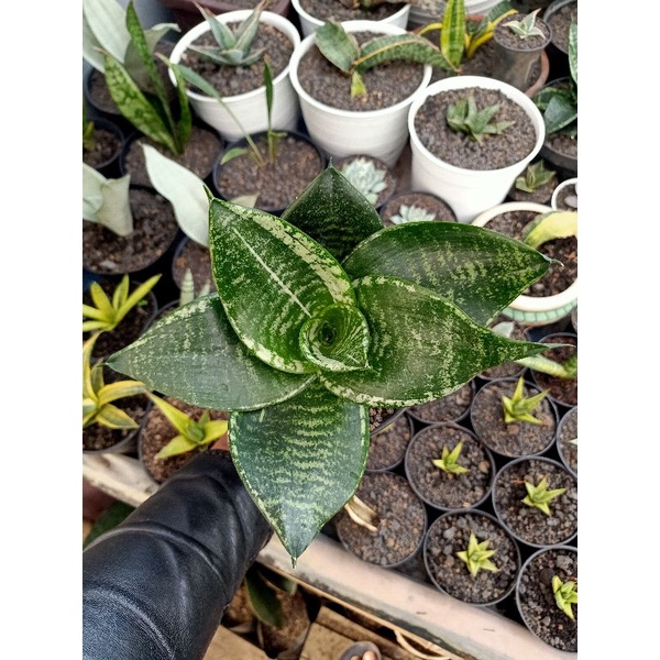 sansevieria mutasi pagoda