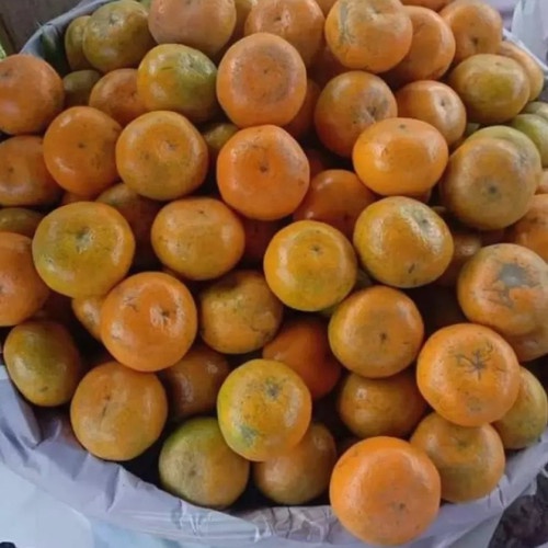 

Buah Jeruk Medan Manis Fresh 1 keranjang