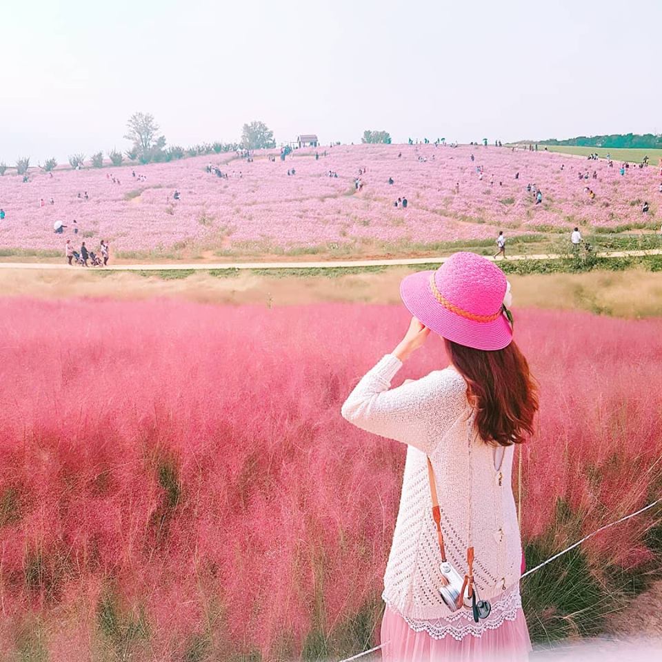 Benih Bibit Biji - Pink Muhly Grass / Korean Cotton Candy Grass / Rumput Pink (Muhlenbergia capillaris) Ornamental Plant Seeds - IMPORT