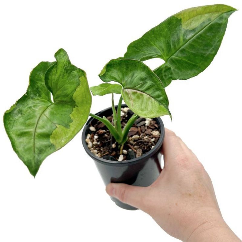 SYNGONIUM T24 VARIEGATA