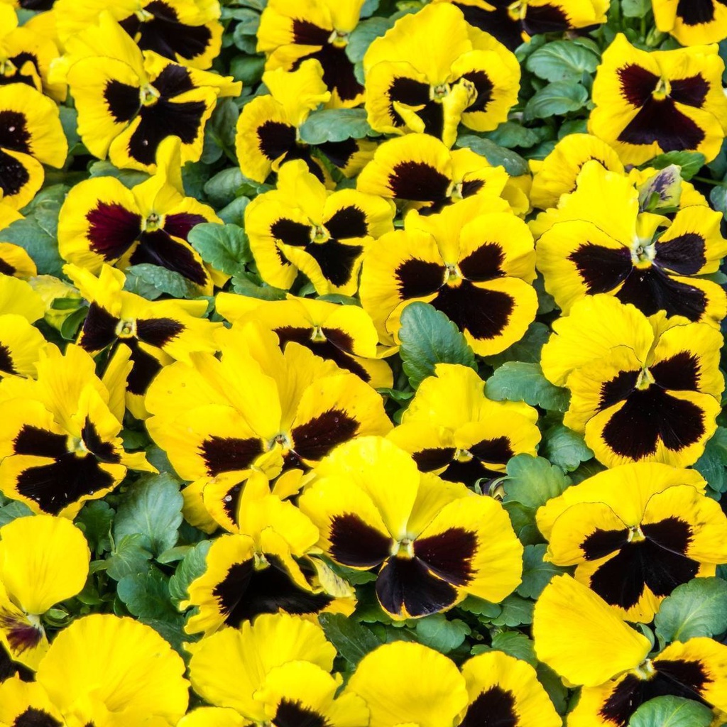 Benih Bibit Biji - Bunga Pansy Swiss Giant Rhinegold Yellow Blotch Flower Seeds - IMPORT