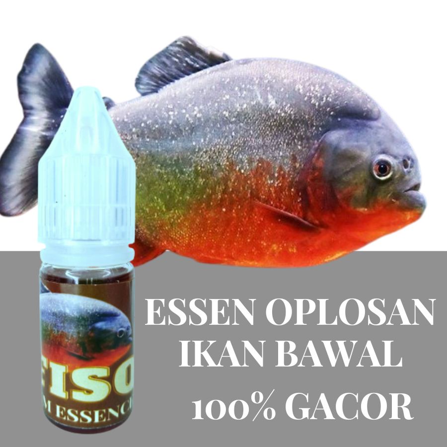 Essen ikan bawal Essen ikan bawal paling gacor Essen ikan bawal media cacing Essen ikan bawal paling