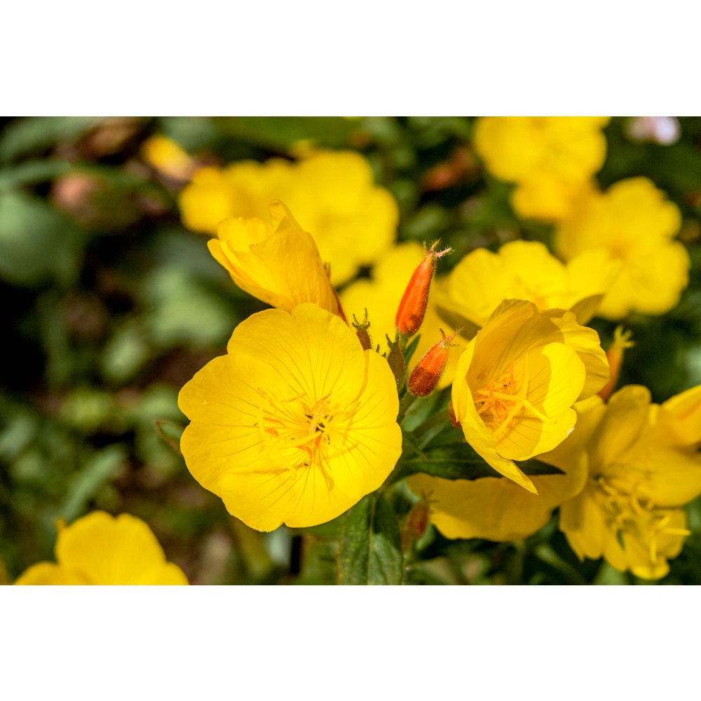 Benih Bibit Biji - Bunga Common Evening Primrose Herb Edible Flower Seeds - IMPORT - Meringankan Eksim, Menyembuhkan Jerawat, Kecantikan Kulit Alami