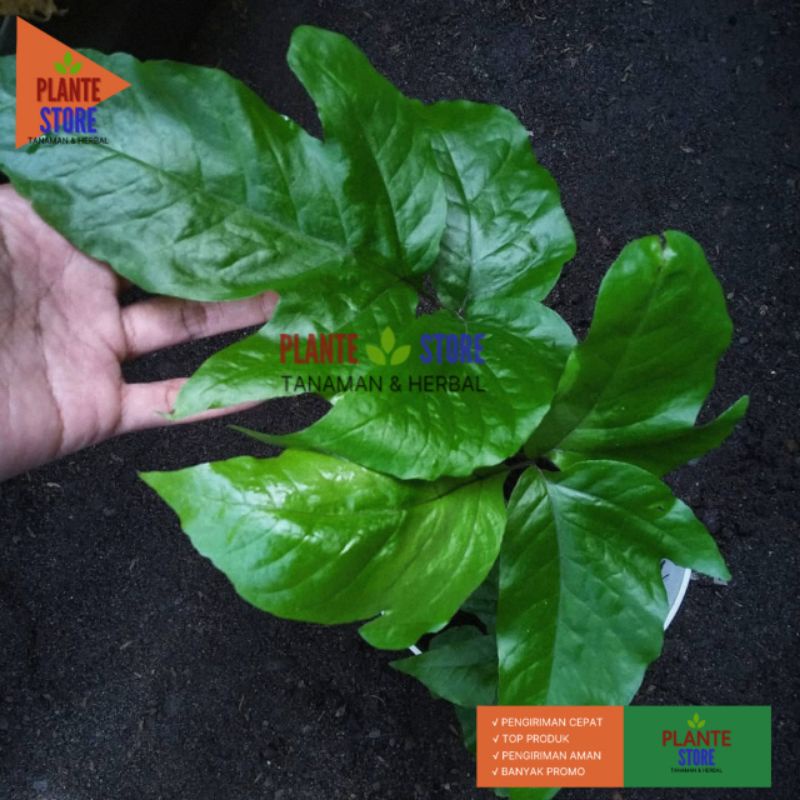 TANAMAN HIAS PAKIS TECTARIA HERACLEIFOLIA PAKIS HIASAN TAMAN UNIK