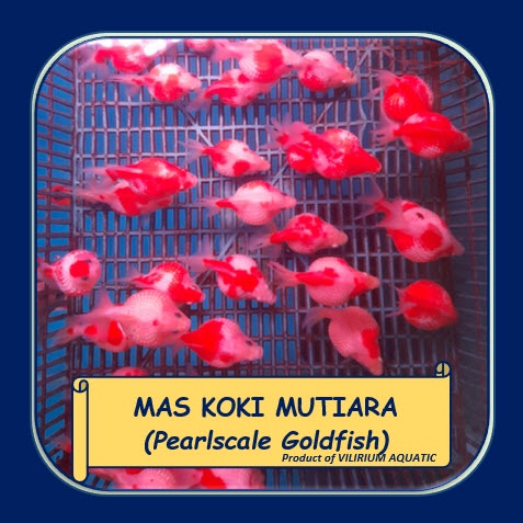 IKAN HIAS AIR TAWAR - IKAN MAS KOKI MUTIARA / PEARLSCALE GOLDFISH