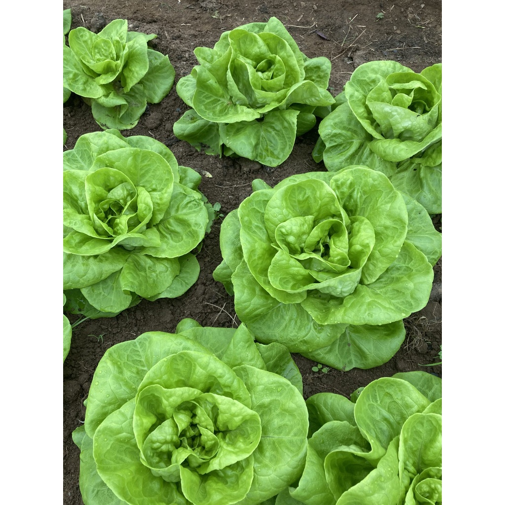 Benih Bibit Biji - Selada Green Butterhead Hijau Lettuce Seeds - IMPORT