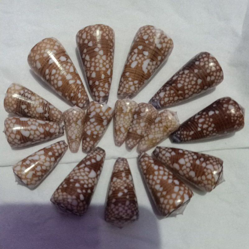 CONUS VICTOR/kerang antik