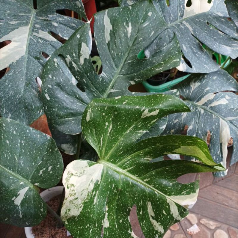 monthai japan lab / monstera thailand japan lab murah/ monstera japan