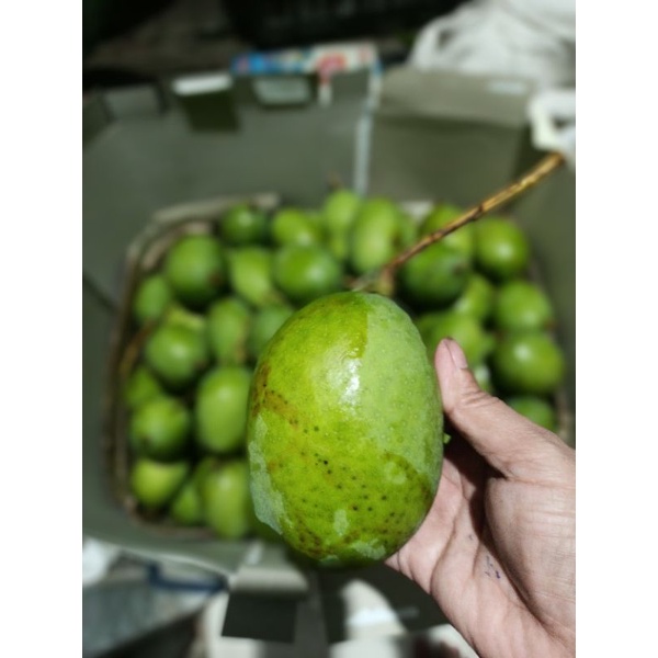 

Mangga Kweni DKI super