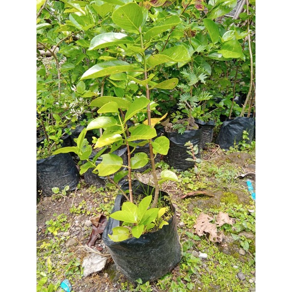 bibit bonsai Sancang original beli 2 dapat 3