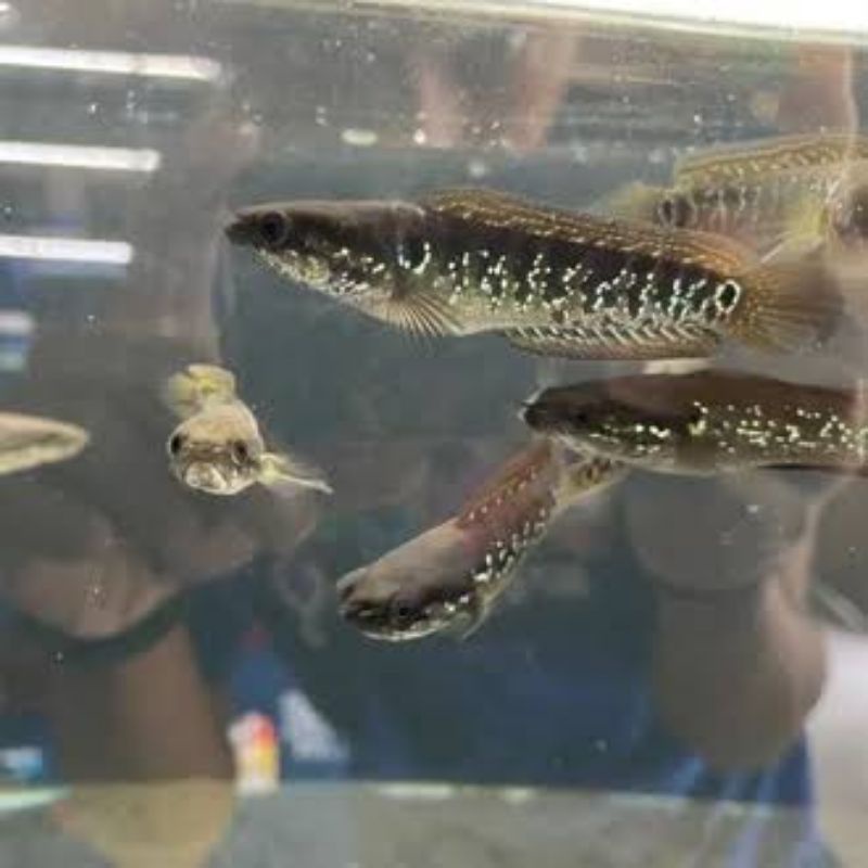 ( SINGLE TANK ) Asiatica WS High Fin Size 7-9cm. ( Flaring Tangan tipis ) tinggal Progres sedikit. p