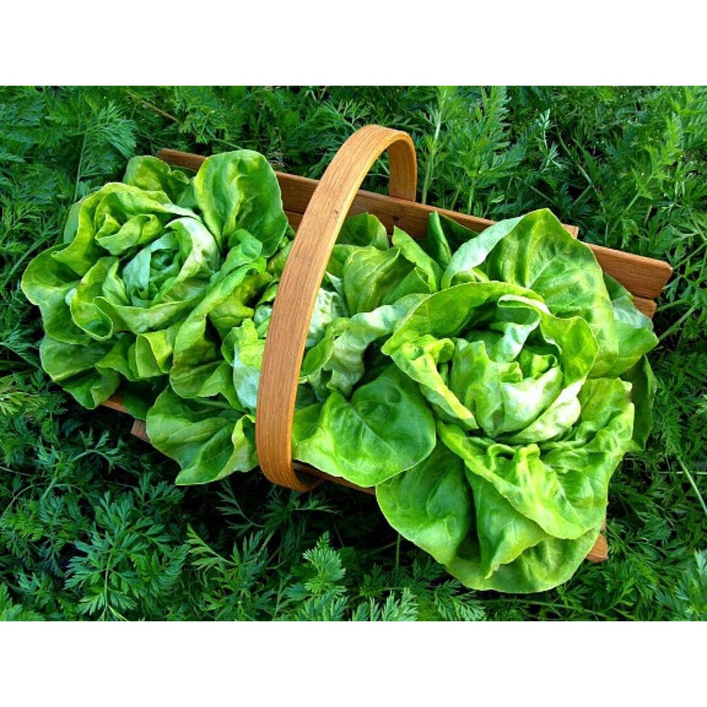 Benih Bibit Biji - Lettuce Tom Thumb Buttercrunch Selada Mini Butterhead Seeds - IMPORT