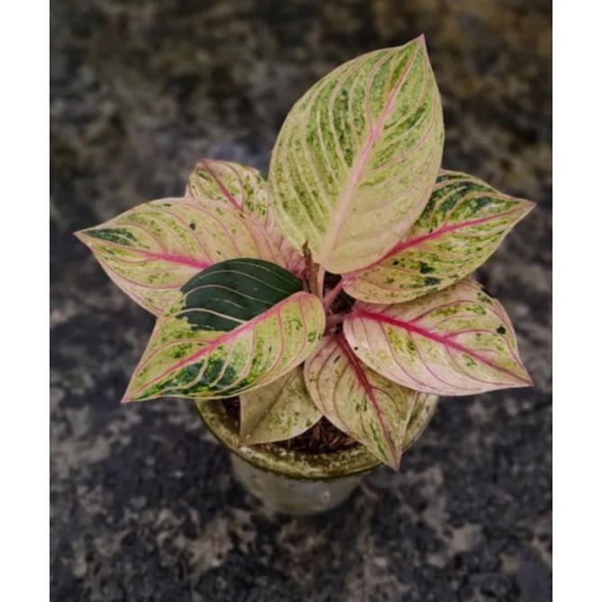 Aglonema asmeralda golden-tanaman hias Aglonema Esmeralda golden