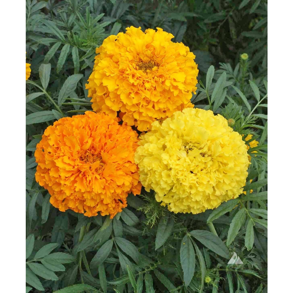 Benih Bibit Biji - Bunga African Marigold Mixed Colors Flower Seeds - IMPORT