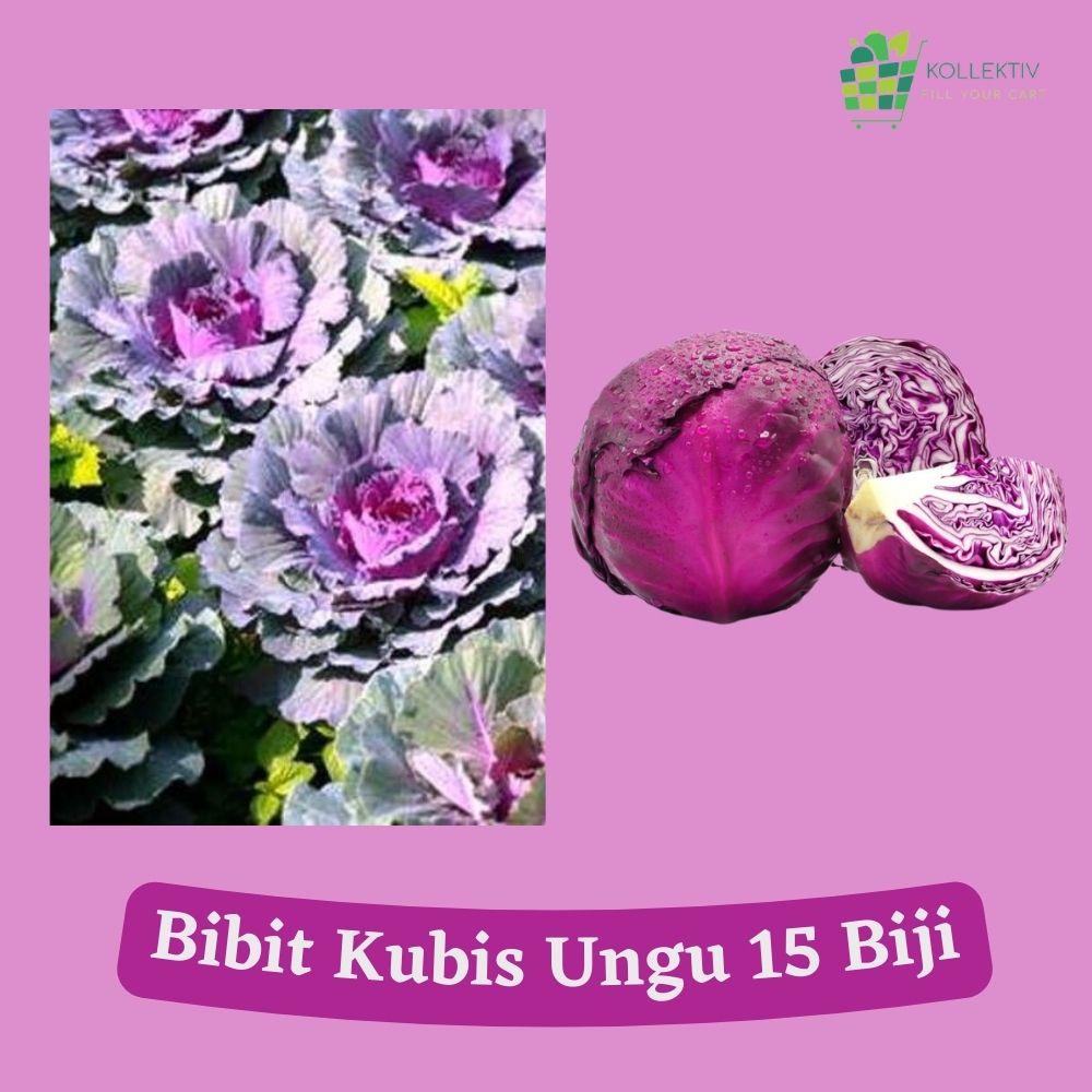 Bibit Kubis Kol Ungu / Benih Sayuran