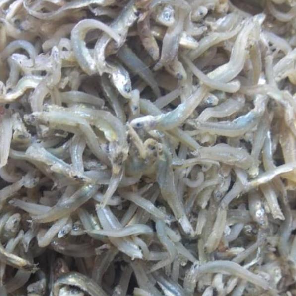 

✭ Teri buntiau tauge Medan ,berat 500 gram ➾