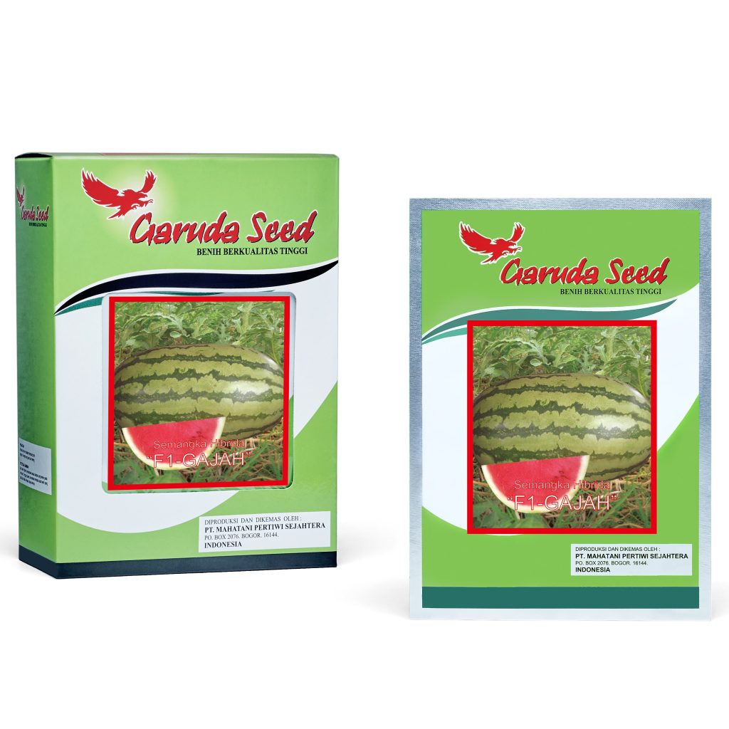 (1 PACK) Benih Semangka Merah Lonjong Loreng GAJAH F1 Hibrida Seeds - Garuda Seed - 10 GRAM