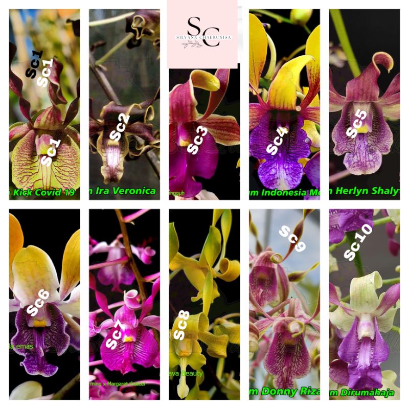 Tanaman Hias Anggrek Dendrobium Melintir Dewasa -Anggrek Dendro