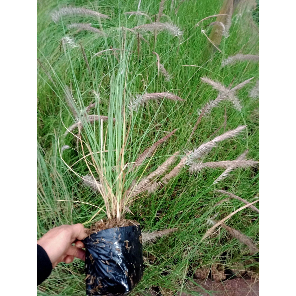 Tanaman Hias Alang Alang Ekor Kuda / Ilalang Ekor Kuda
