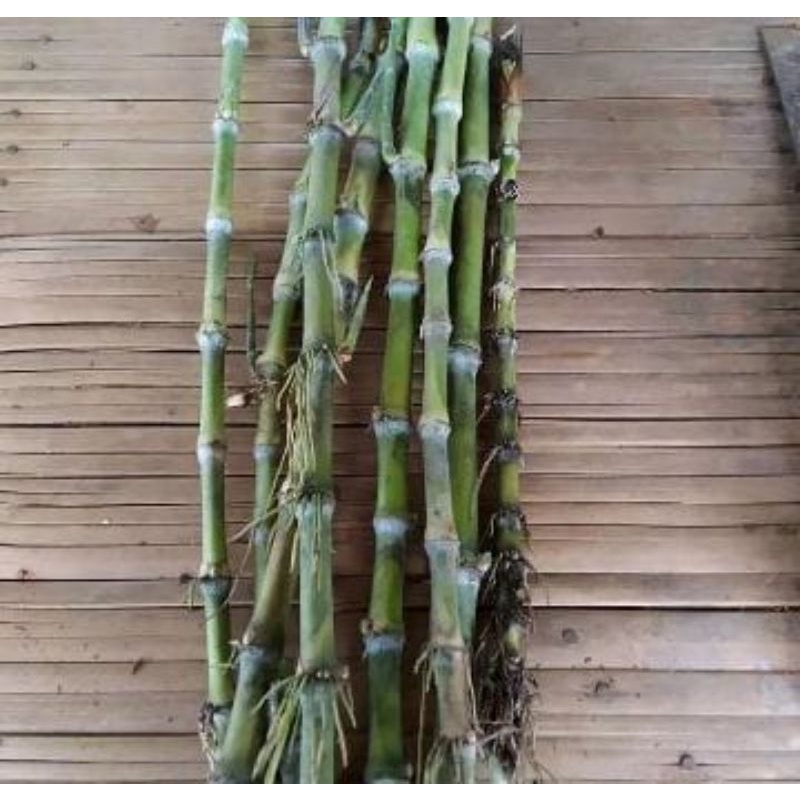 setek bibit tebu telor/10stek