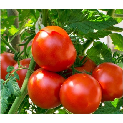 Benih Bibit Biji Tomat Apel Merah Ukuran Besar